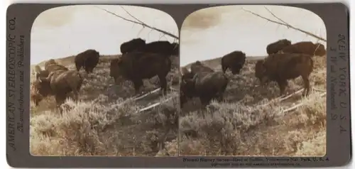 Stereo-Fotografie American Stereoscopic Co., New York, Bisons im Yellow Stone National Park