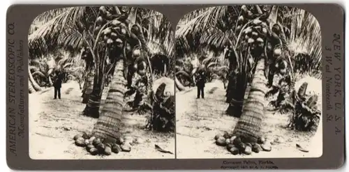 Stereo-Fotografie American Stereoscopic Co., New York, Ansicht Florida, Kokosnusspalmen