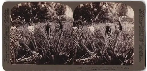 Stereo-Fotografie Underwood & Underwood, Ansicht Mayaguez, Puerto Ricanerinnen mit Ananas