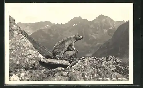 AK Murmeltier in den Bergen