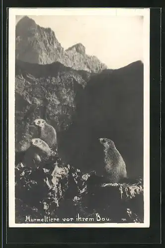 AK Drei Murmeltiere vor ihrem Bau in den Bergen