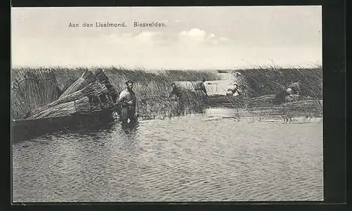 AK Biesvelden, Aan den IJselmond, Schilfernte