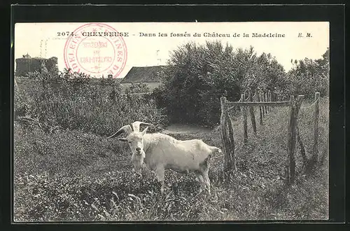 AK Chevreuse, Dans les fossés du Chateau de la Madeleine, Ziegenbock