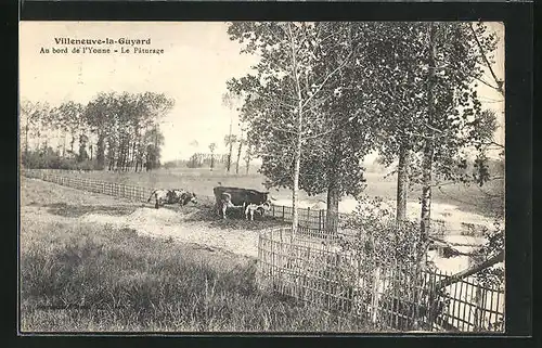 AK Villeneuve-la-Guyard, au Bourd de l'Yonne, le Paturage