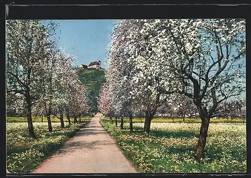 AK Staufen, Staufberg während der Baumblüte