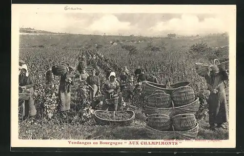 AK Bourgogne, Les Vendanges, Aux Champimonts