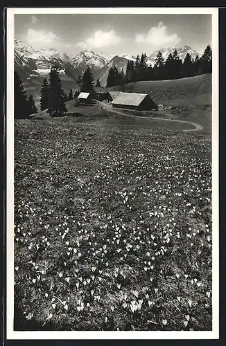 AK Walenstadt, Alp Schrina-Hochruck, Blumenwiese