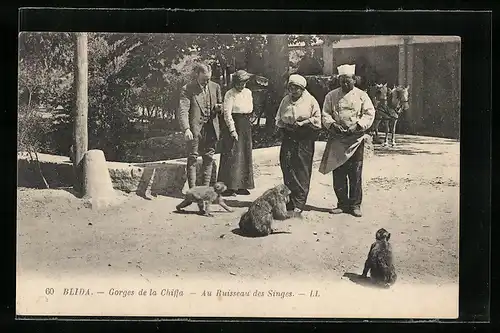 AK Blida, Gorges de la Chiffa, Au Ruisseau des Singes, Affendressur