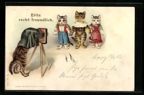 Lithographie Katze fotografiert Kätzchen