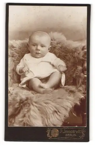 Fotografie A. Jandorf, Berlin, Portrait zuckersüsses Baby im weissen Hemdchen auf Fell sitzend