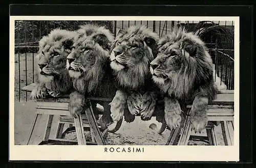 AK Löwen des Zirkus Rocasimi