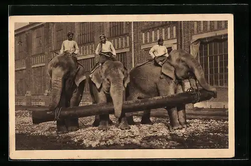 AK Circus Willy Hagenbeck, Indische Arbeitselefanten
