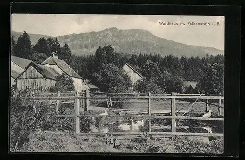 AK Waldhaus i. B., Teilansicht mit Falkenstein