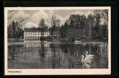 AK Altengrabow, Teichpartie mit Schwänen