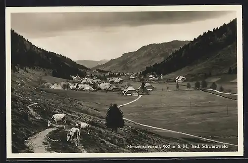 AK Menzenschwand /Bad. Schwarzwald, Ortsansicht, Weidende Rinder