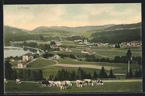 AK Titisee, Ortsansicht aus der Vogelschau mit weidenden Rindern