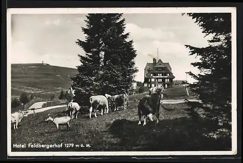 AK Feldberg /Schwarzwald, Hotel Feldbergerhof mit weidenden Rindern