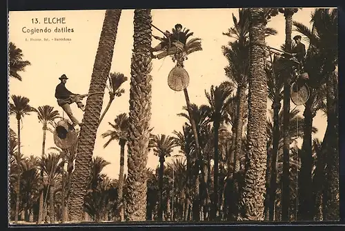 AK Elche, Cogiendo datiles