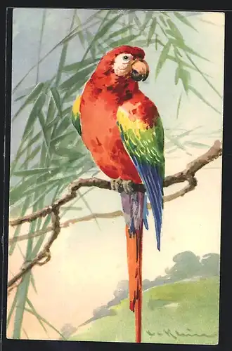 Künstler-AK Catharina Klein: Farbenprächtiger Papagei