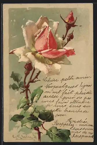 Künstler-AK Catharina Klein: Rose mit weissen Blütenblättern in voller Pracht
