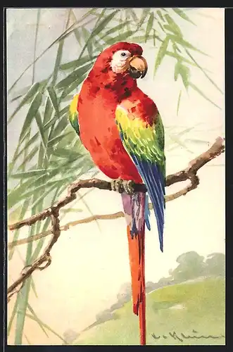 Künstler-AK Catharina Klein: Farbenprächtiger Papagei