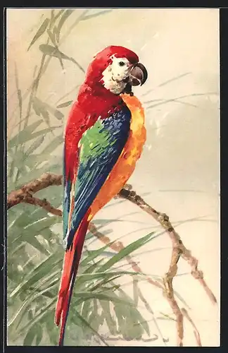 Künstler-AK Catharina Klein: Papagei auf einem Ast sitzend