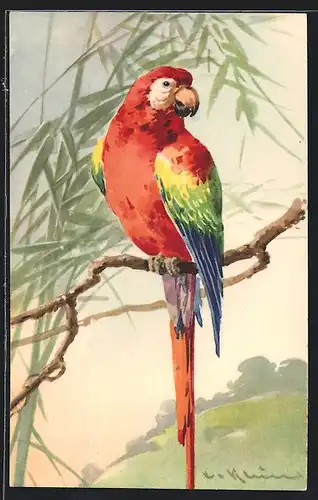 Künstler-AK Catharina Klein: Farbenprächtiger Papagei