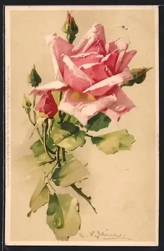 Künstler-AK Catharina Klein: Rosane Rose mit Knospen