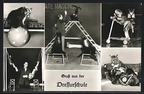 AK Hamburg-Stellingen, Carl Hagenbeck`s Tierpark, Dressur-Schule mit Seerobben, Affen und Esel