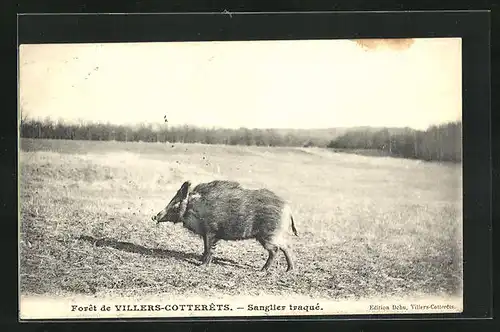 AK Forêt de Villers Cotterêts, Sanglier traqué, Wildschwein