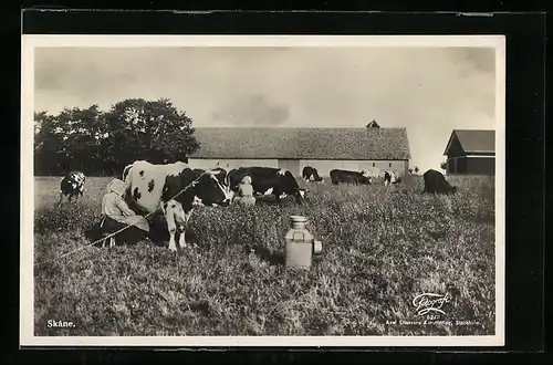 AK Skane, Kühe auf der Weide am Bauernhof