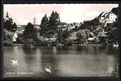 AK Sulzbach-Rosenberg, Partie am Stadtweiher
