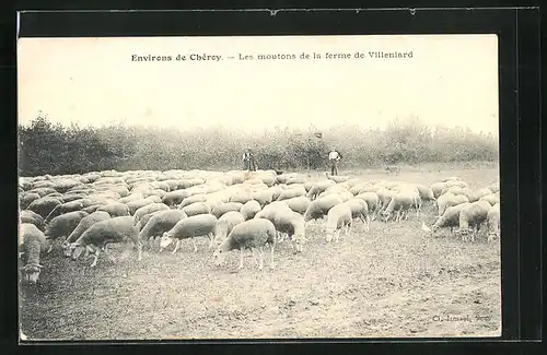 AK Chéroy, Les moutons de la ferme de Villeniard