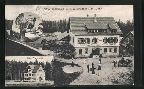 AK Zwieselberg, Pension Gasthaus zum Auerhahn, Villa Waldesruh