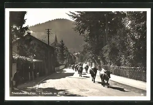 AK Friedrichroda i. Thür., v. Papenstrasse mit Kühen