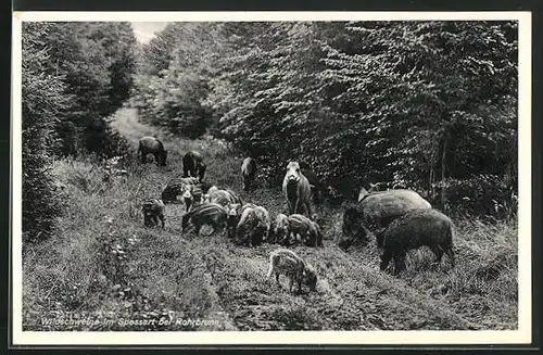 AK Wildschweine im Spessart bei Rohrbrunn