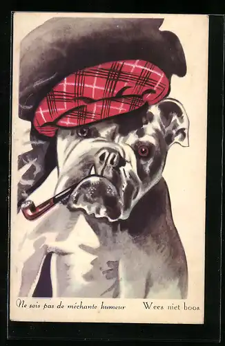AK Bulldogge raucht Tabakspfeife, vermenschlichte Tiere