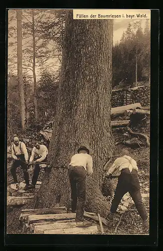 AK Fällen der Baumriesen i. bayr. Wald, Forstwirtschaft