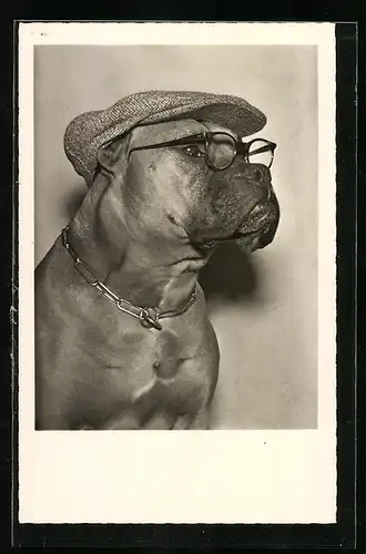 AK Boxer mit Brille & Schirmmütze