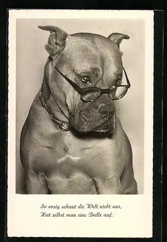 AK Boxer mit Brille und Halskette schaut unbegeistert