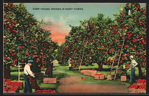 AK Florida, Picking Oranges, Bauern bei der Orangenernte, Landwirtschaft
