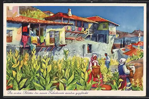 AK Tabak Feld mit Pflücker vor Haus