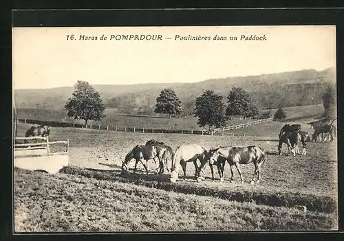 AK Pompadour, Poulinières dans un Paddock
