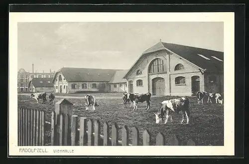 AK Radolfzell, Grasende Kühe vor der Viehhalle