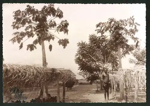 Fotografie Plantage in Belgisch-Kongo
