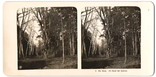 Stereo-Fotografie Ansicht Sakrow / Mark, Partie im Forst