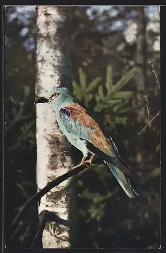 AK Blauracke auf einem Ast