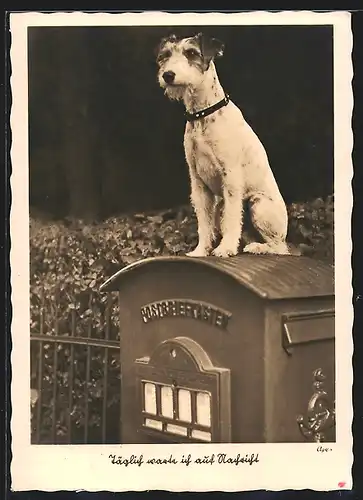 AK Terrier sitzt auf einem Briefkasten