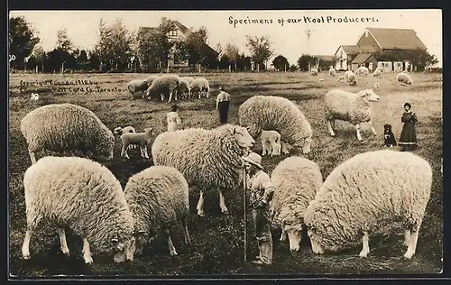 AK Specimens of our Wool Producers, riesige kanadische Wollschafe