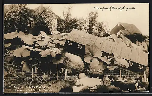 AK A Pumpkin of powerful growth, riesige kanadische Kürbisse